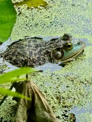 勧修寺(京都府)