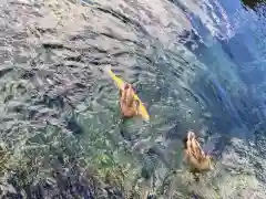 淺間神社（忍野八海）の動物