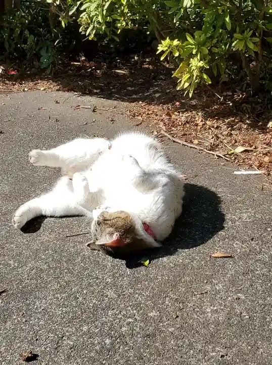 唐澤山神社の動物