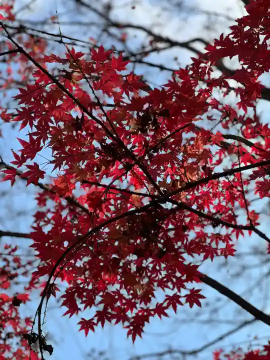 宇治上神社(京都府)