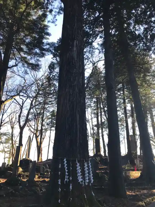 富士山東口本宮 冨士浅間神社の自然