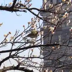 伊勢山皇大神宮の動物