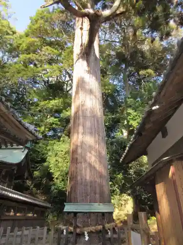事任八幡宮の自然
