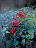 浄居寺(山梨県)