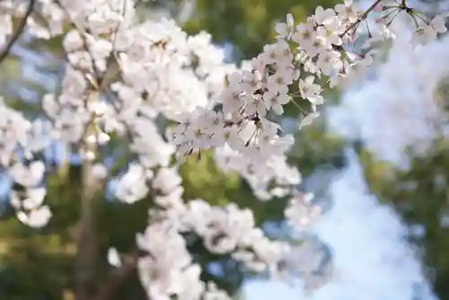 阿佐ヶ谷神明宮の自然