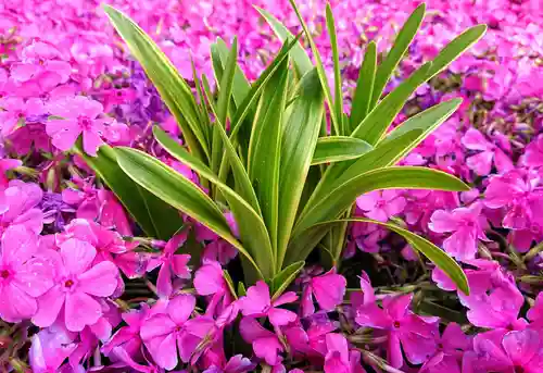 寿量山　速成寺の庭園