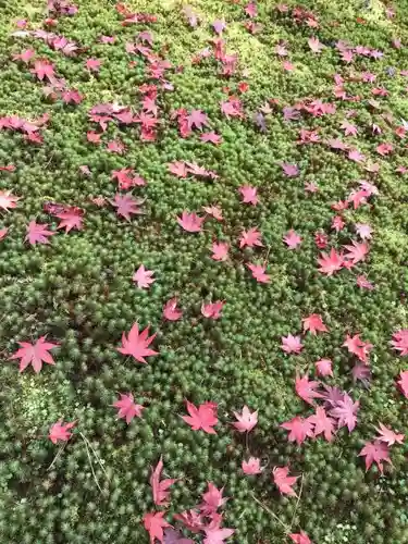 慈照寺（慈照禅寺・銀閣寺）の自然