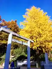 阿佐ヶ谷神明宮(東京都)