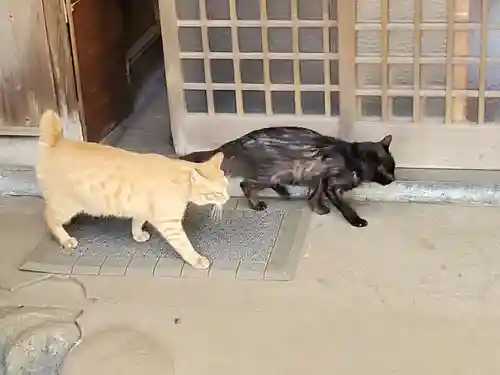奥澤神社の動物
