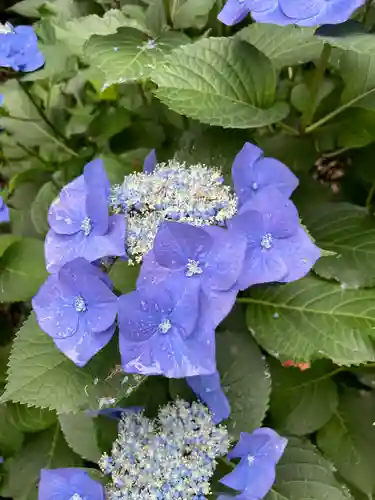大縣神社の自然