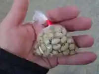 浅草神社の授与品その他