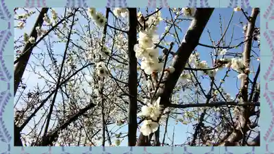 小藤神社(栃木県)