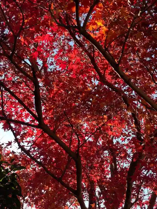 鎌数伊勢大神宮(千葉県)