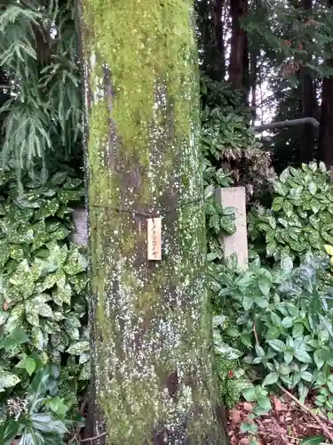 若宮八幡社（力長町）の自然