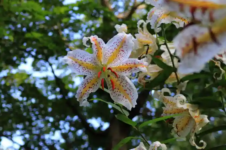 三春大神宮の自然