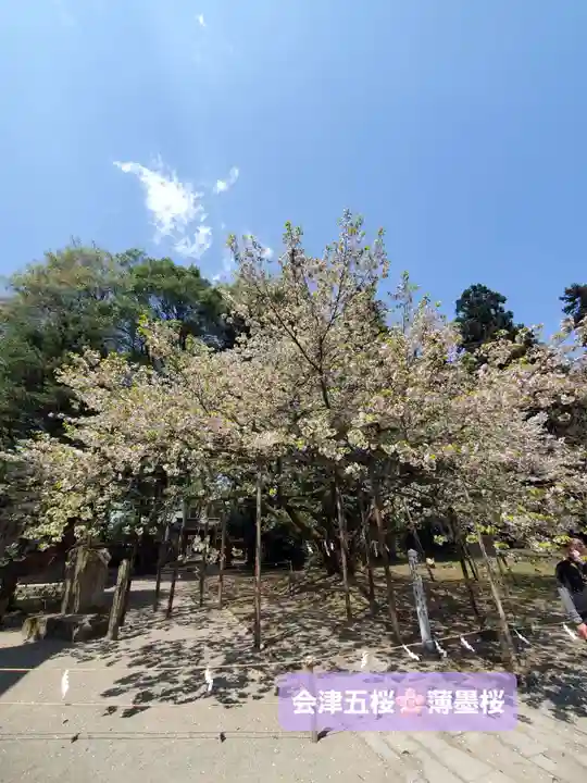 伊佐須美神社(福島県)