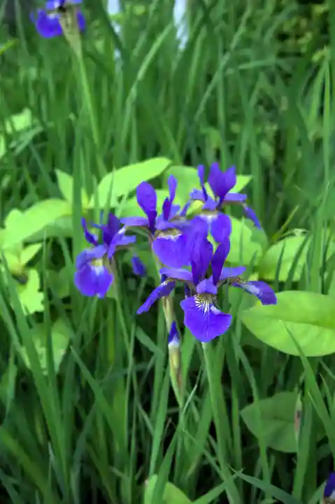 高麗神社(埼玉県)