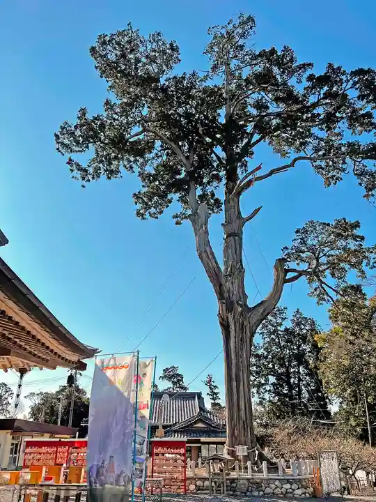矢奈比賣神社(見付天神)の自然
