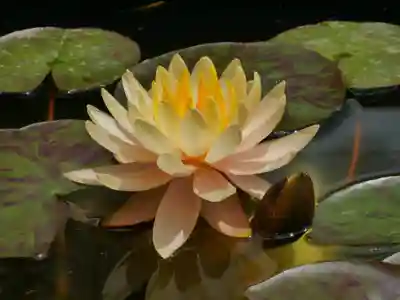 極楽山　浄土寺(北海道)