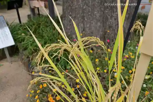 川越八幡宮(埼玉県)