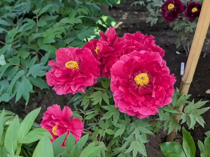 上野東照宮(東京都)