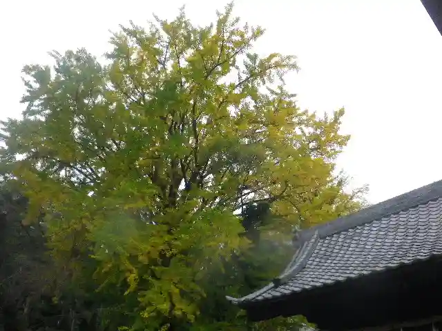 長勝寺の自然