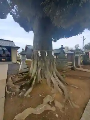 境香取神社の自然