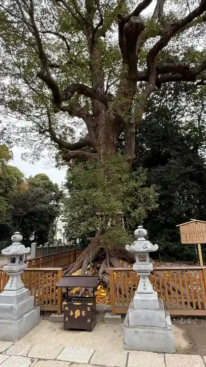 和泉國一之宮 大鳥大社(大阪府)