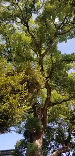 五方山熊野神社の自然