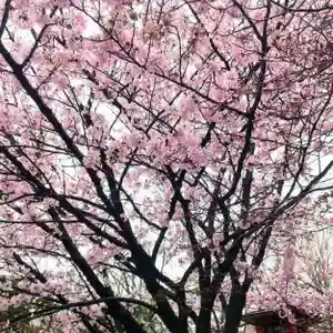 彌彦神社 (伊夜日子神社)の自然(2024年04月25日(木) 10時00分41秒投稿)