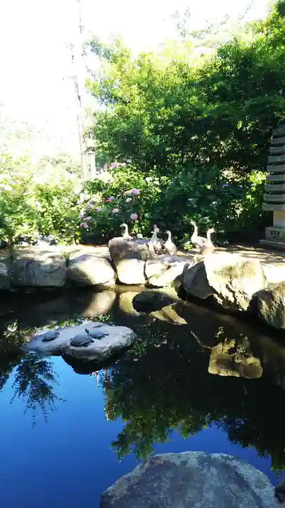 楽法寺(雨引観音)の動物
