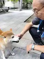 彌彦神社 (伊夜日子神社)の動物