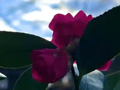 縣諏訪神社(長野県)