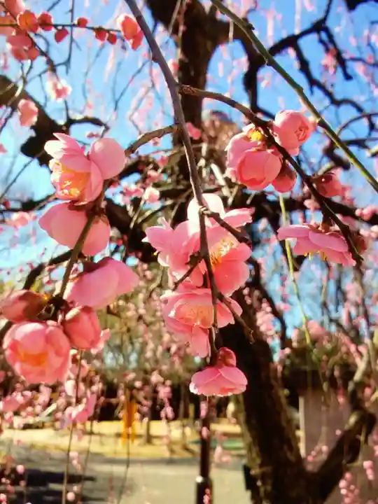 妙法寺(東京都)