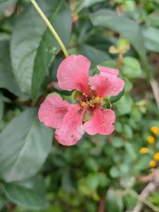 成子天神社(東京都)