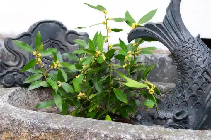 三津厳島神社の手水舎