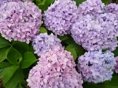 神明社(千葉県)