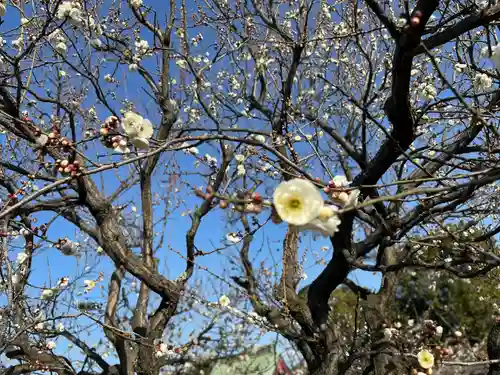 亀戸天神社の自然