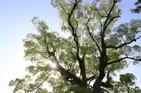 白鳥神社の自然