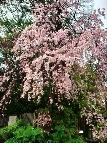 阿佐ヶ谷神明宮(東京都)