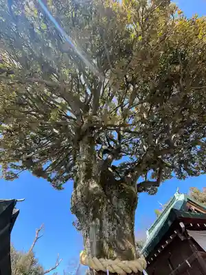 足利織姫神社(栃木県)