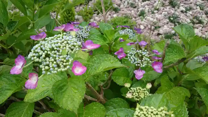 寿量山 速成寺の自然