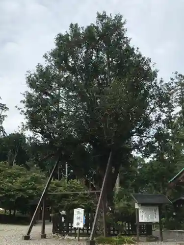天宮神社の自然