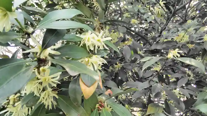 大報恩寺(千本釈迦堂)の自然