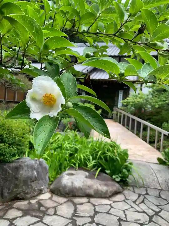 青龍山 吉祥寺の自然