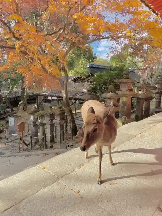 春日大社(奈良県)