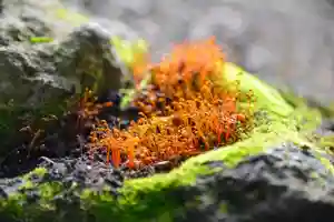 尻岸内八幡神社の自然(2023年06月19日(月) 21時59分29秒投稿)