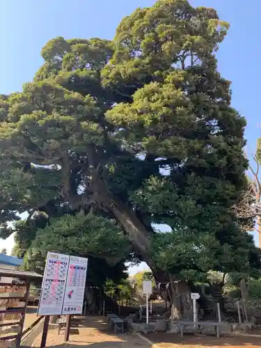 九重神社の自然