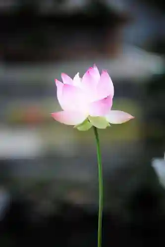 浄土寺(兵庫県)