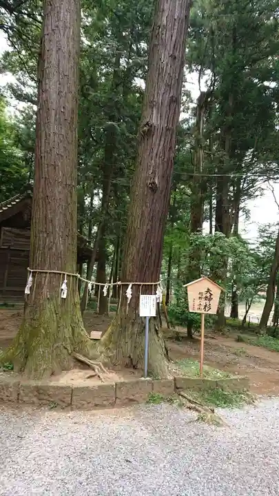 間々田八幡宮の自然